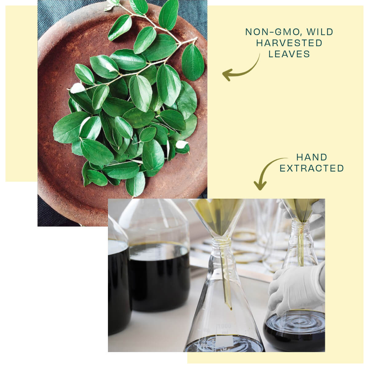 Ziziphus Concentrated Cream Refill Bundle (500ml) image 9